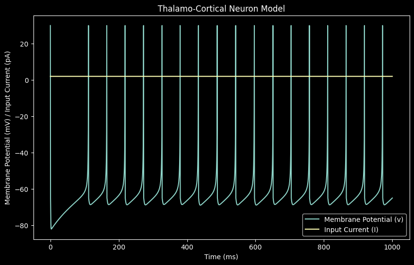 Thalamo-Cortical (TC)